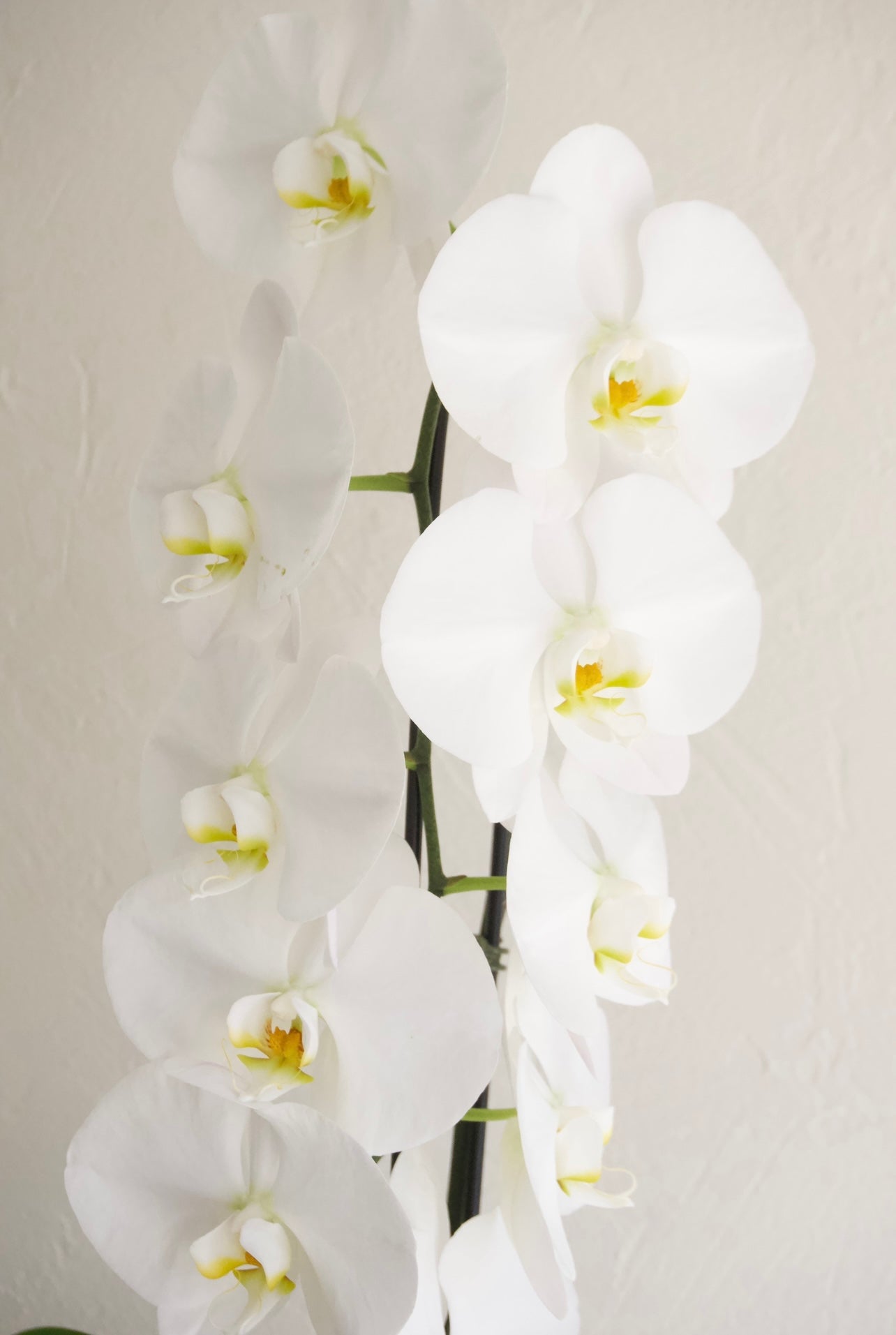 Orchid Large