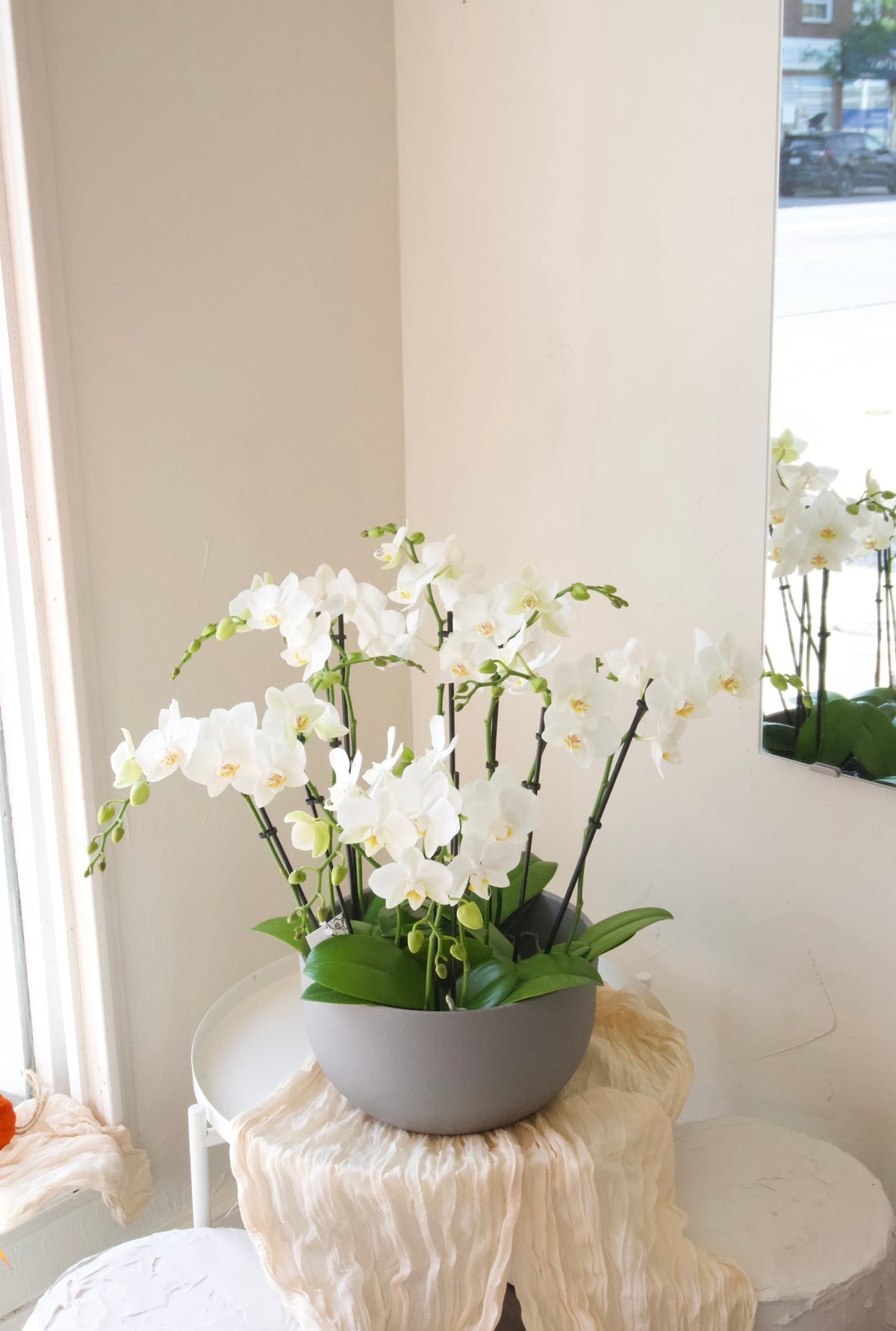 White Mini Orchid Elegance