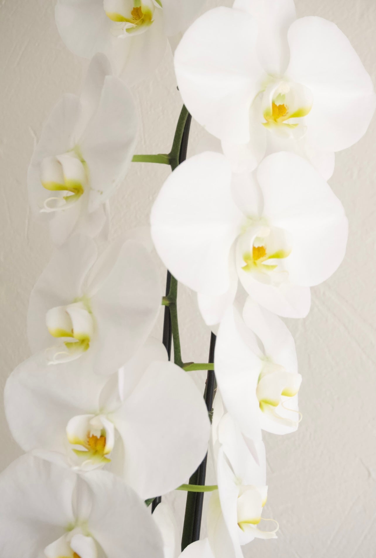Orchid Large White