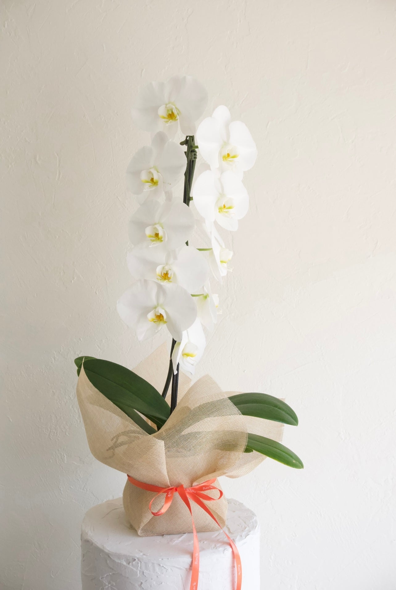 Orchid Large