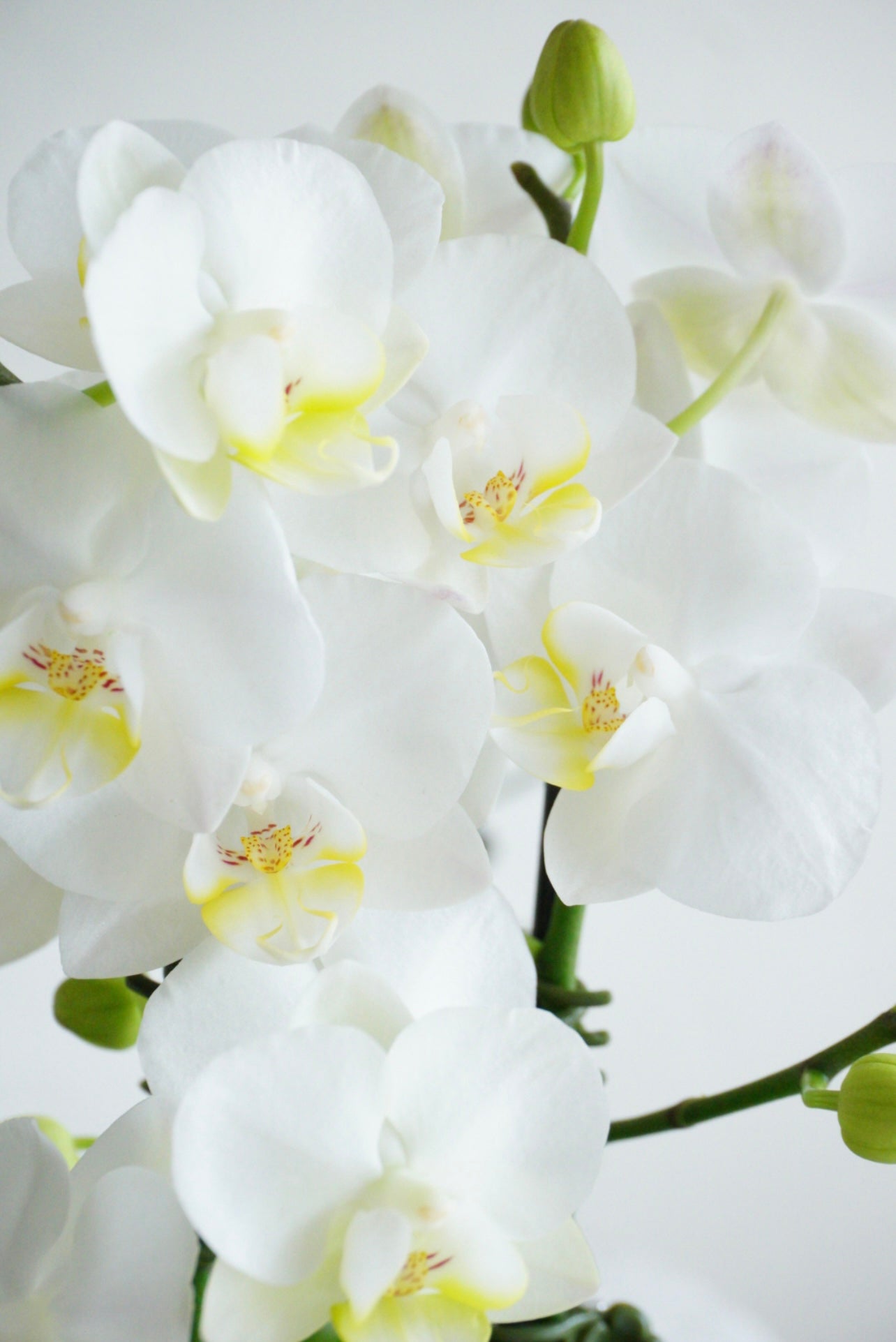 White Mini Orchid