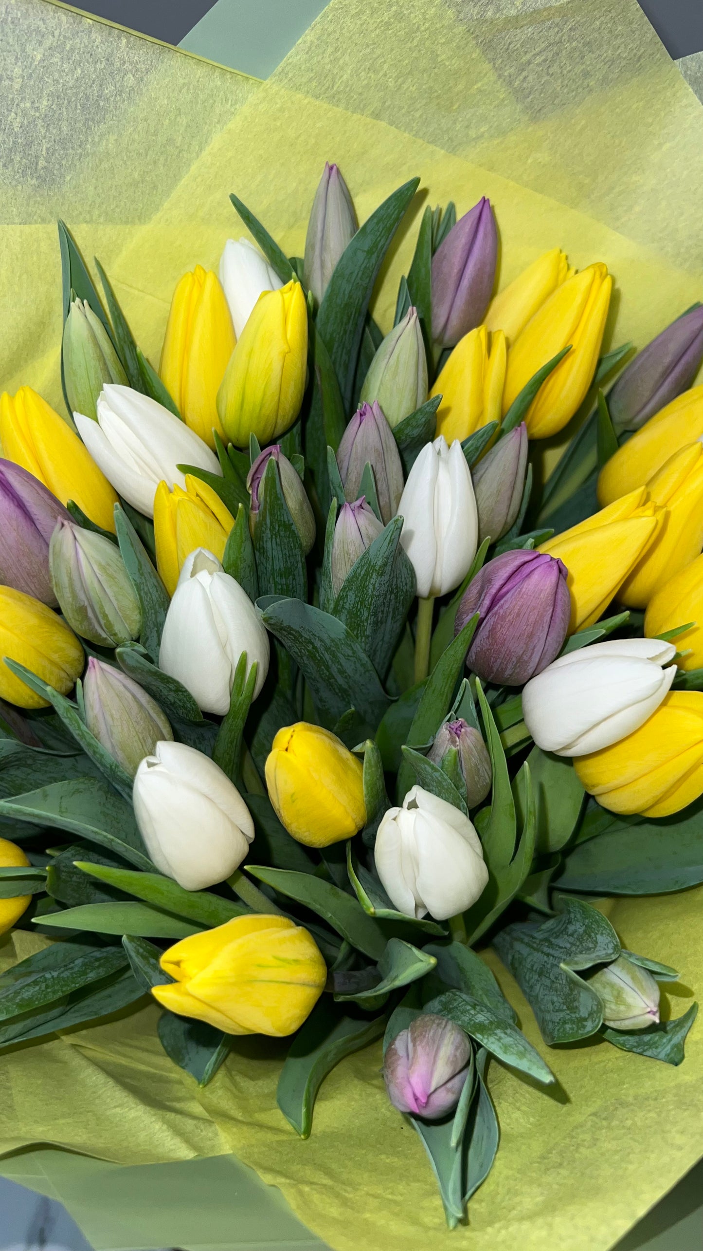 50 Incredible Tulips