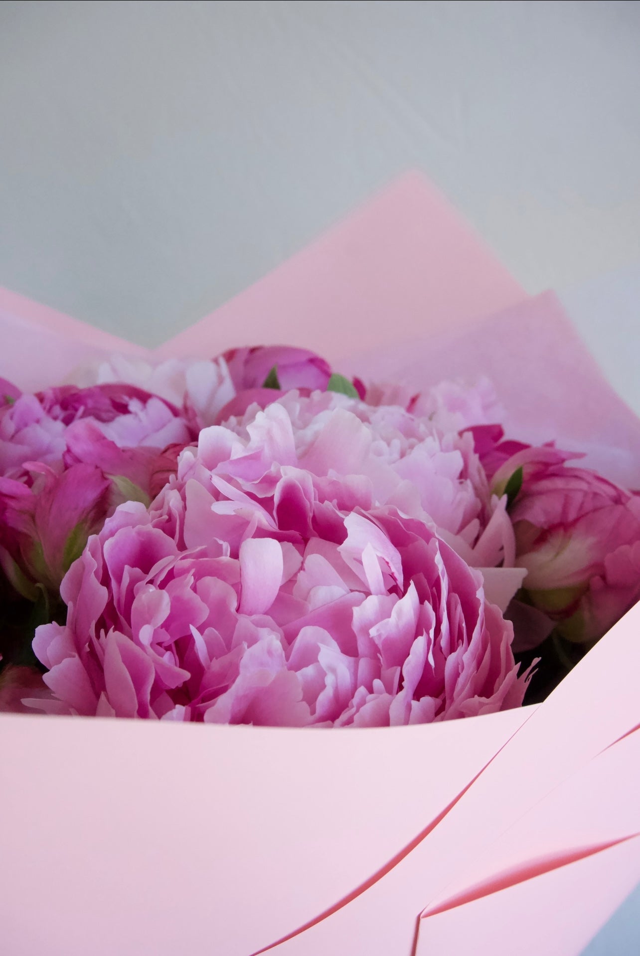 Mono Peonies
