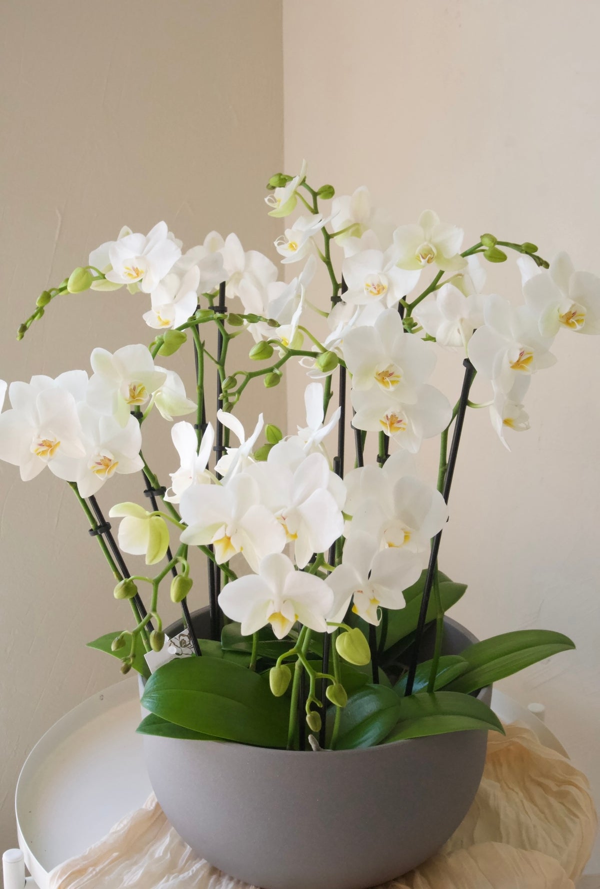 White Mini Orchid Elegance
