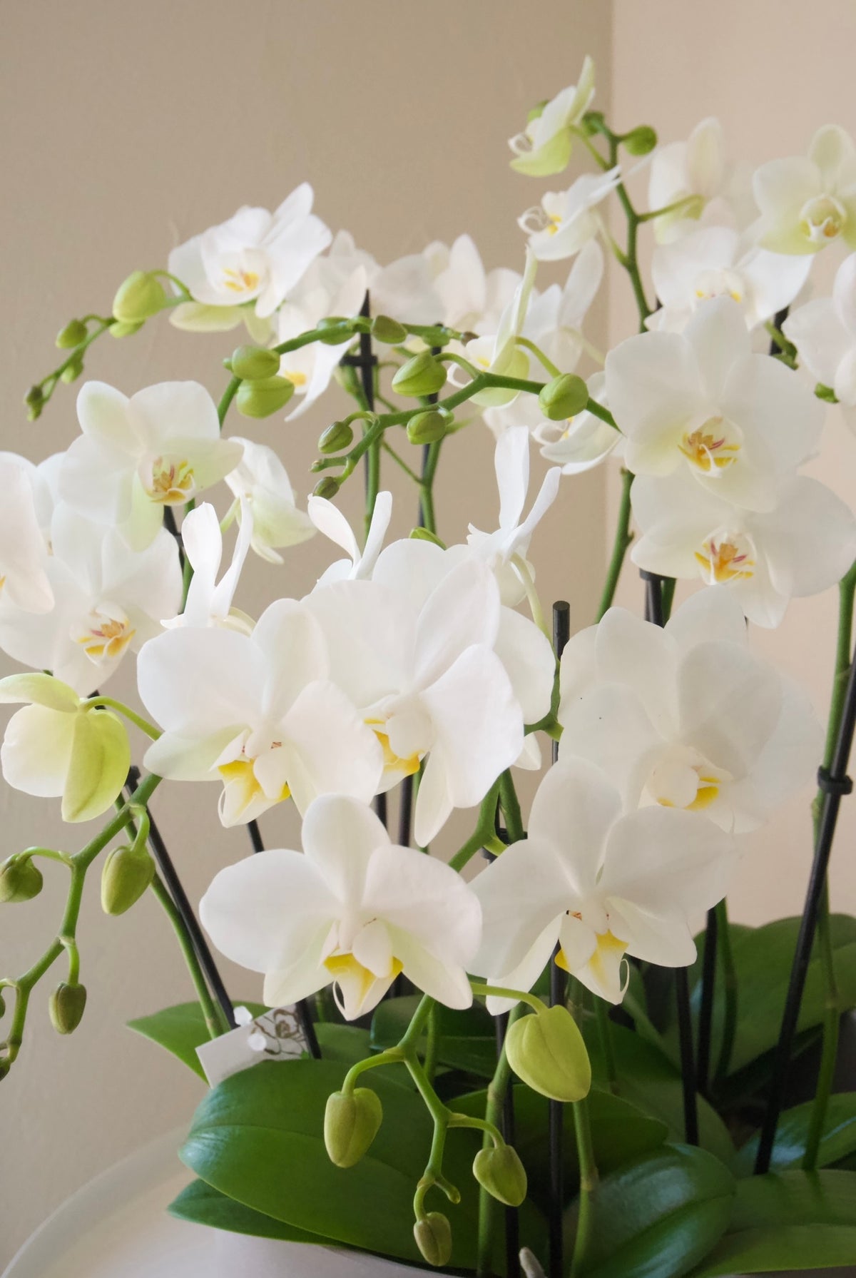 White Mini Orchid Elegance