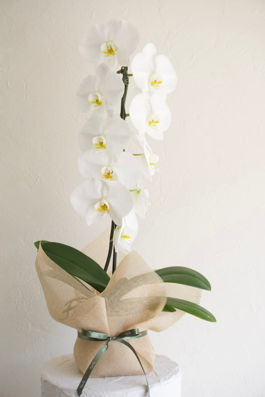 Orchid Large White