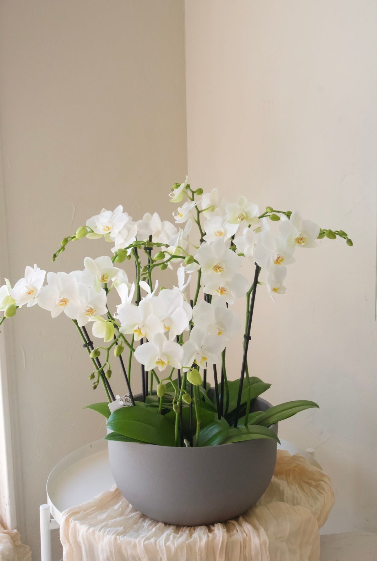 White Mini Orchid Elegance