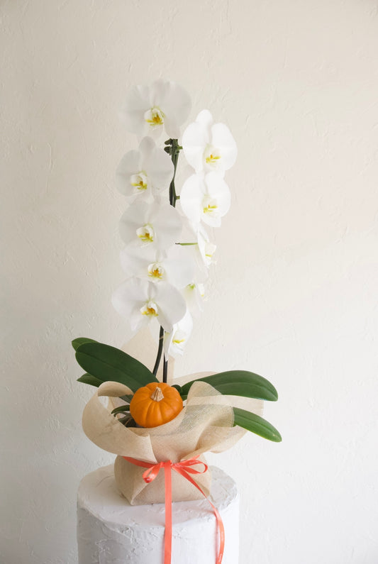 Orchid Large