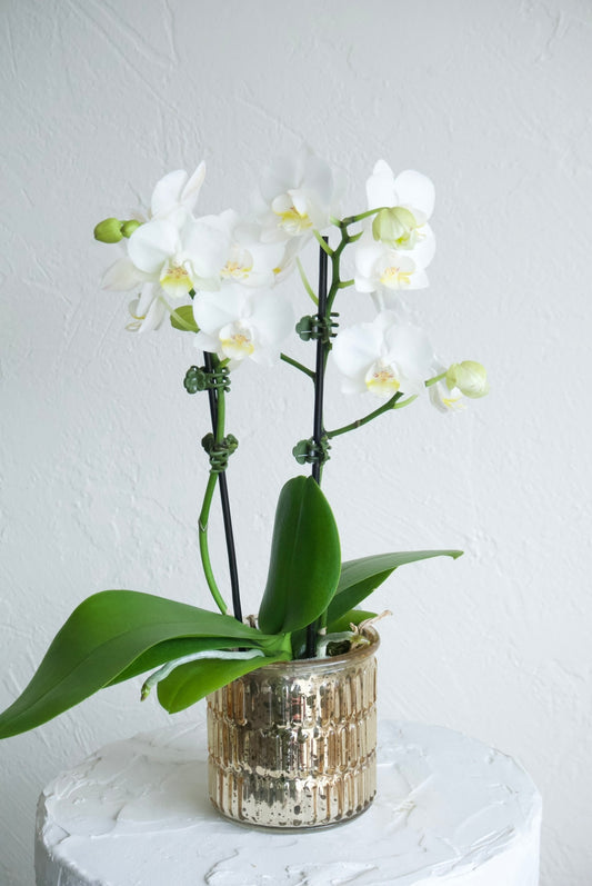 Mini Orchid Subscription
